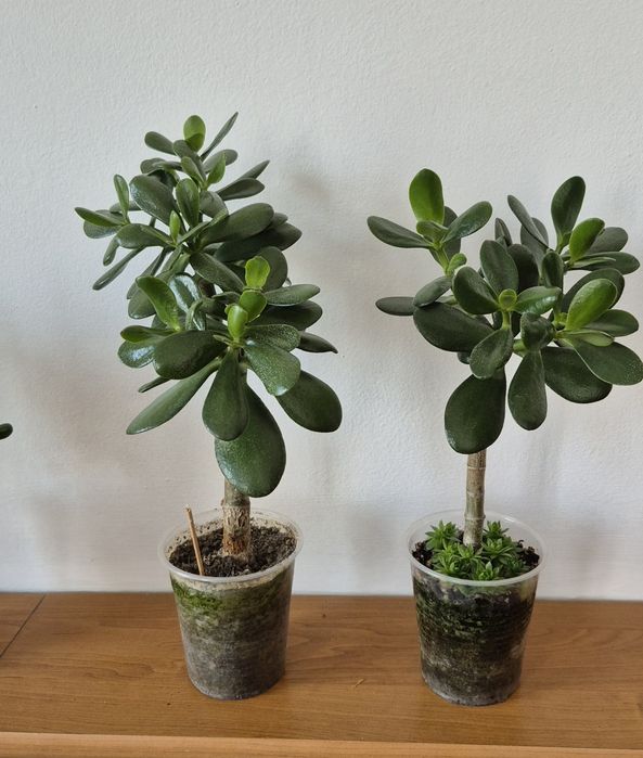 Крассулы (суккуленты)