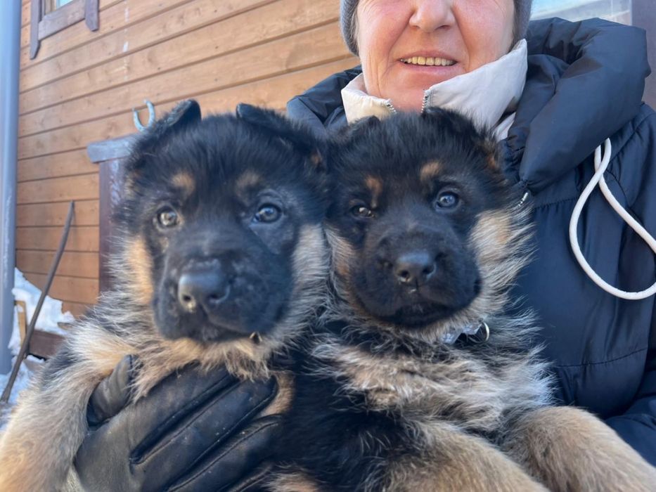 Щенки немецкой овчарки