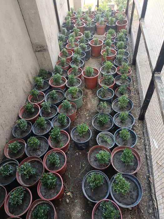 Продаётся самшит в горшках