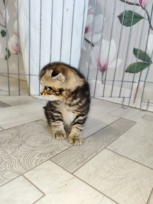 Продам шатланского  вислоухого мальчика