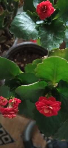 продам цветущие каланхоэ махровые