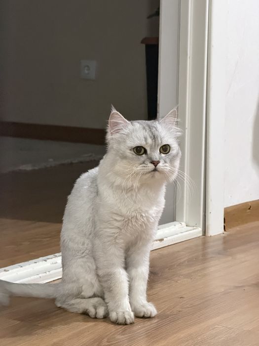 Умный Кот шиншила