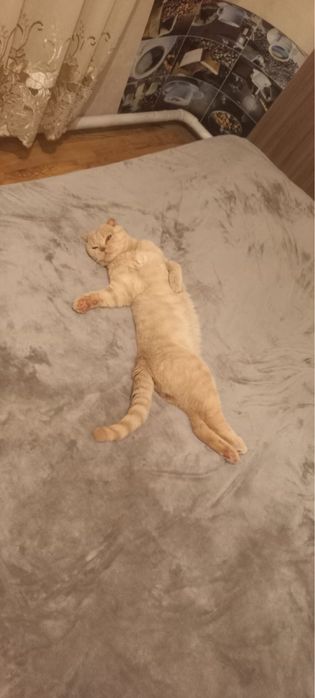 Отдам в добрые руки