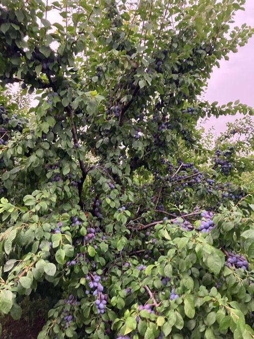 Prune de vânzare CENTENAR