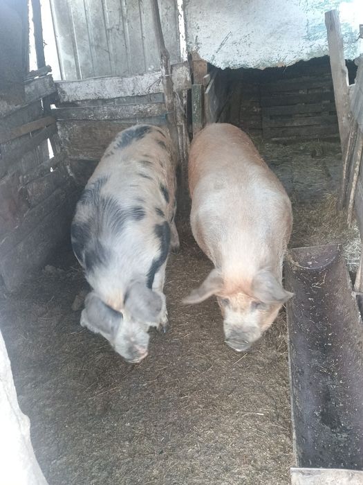 Vând iapă gestantă la prima fătare preț 32 de milioane