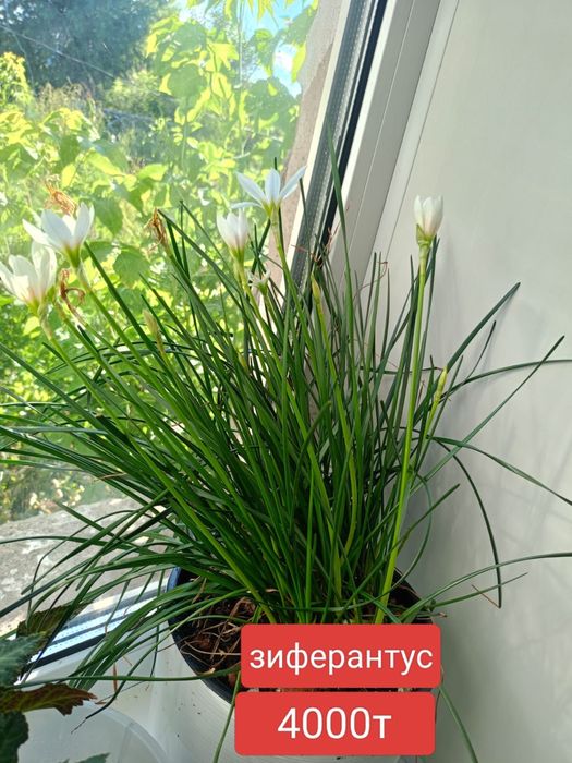 Цветы домашние