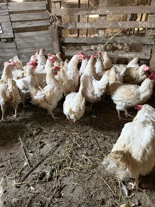Легорны куры несушки Ломан