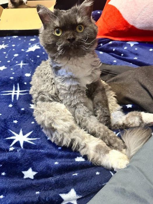 Adopție București – TIMUR & ZUZA