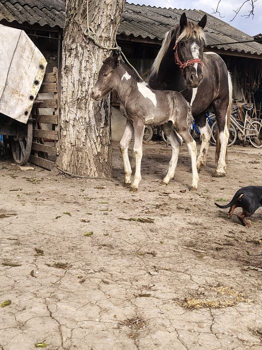 Iapă tărcată de vânzare