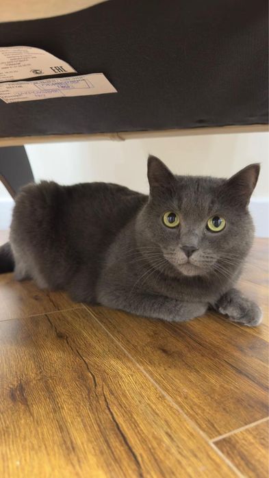 Отдам кота в хорошие руки