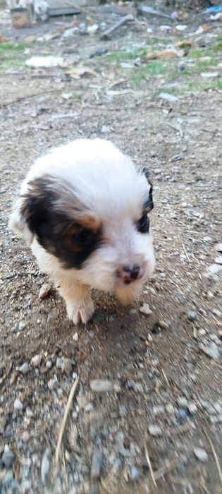 Отдам в хорошие руки щенков