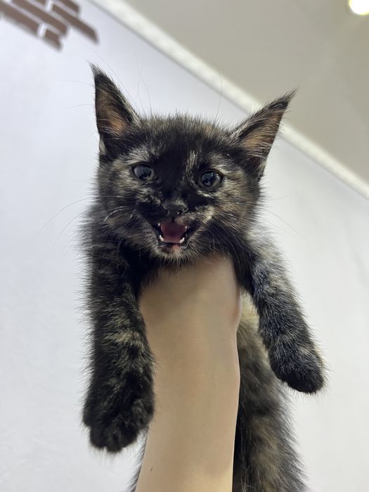 Отдаю котят в добрые руки