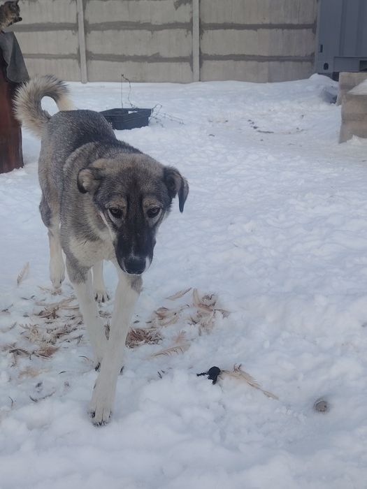 Девочка, 1 год стерелизована