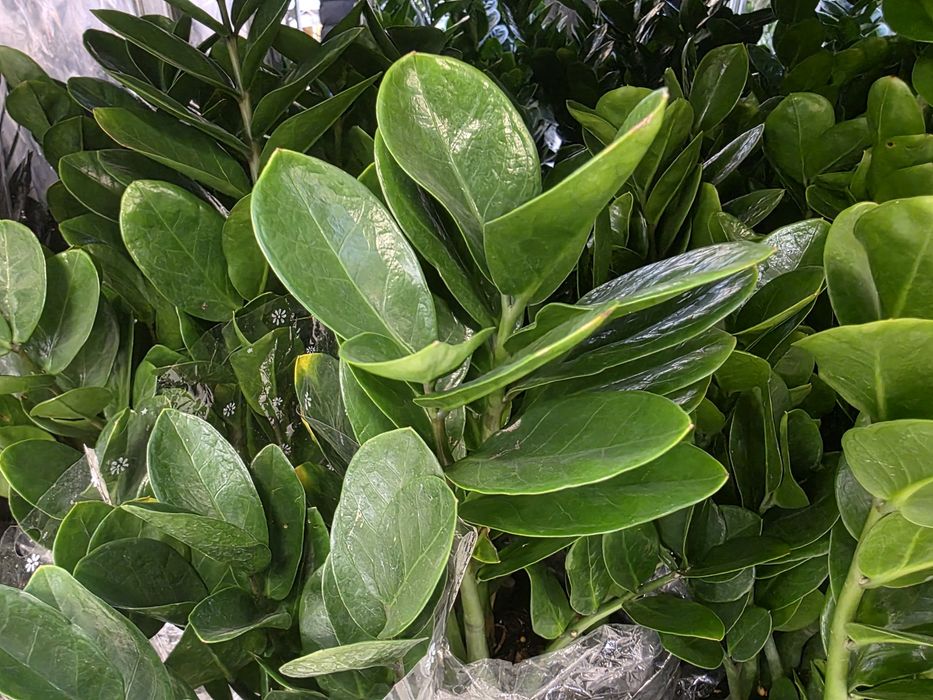 Антуриум !!!  Мужское счастье !