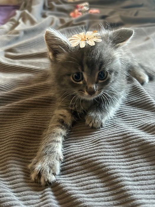 Отдам котят бесплатно