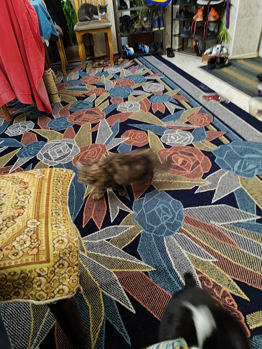 Котята  по 2 месяца. Отдадим в хорошие руки.