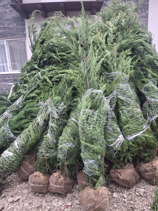 Vând leylandii la ghiveci și la balot