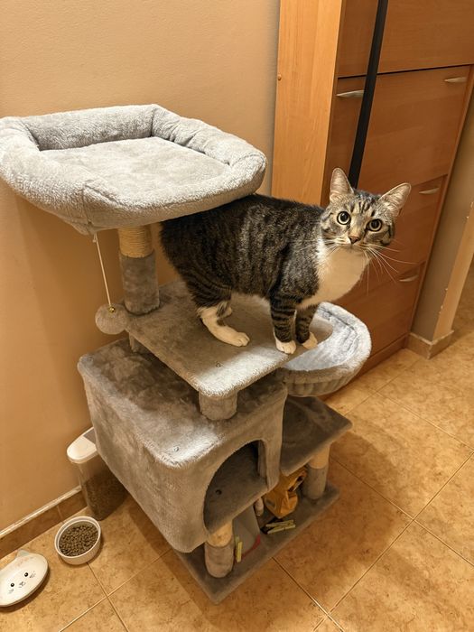 Pat/ Castel etajat pentru pisici cu 4 nivele