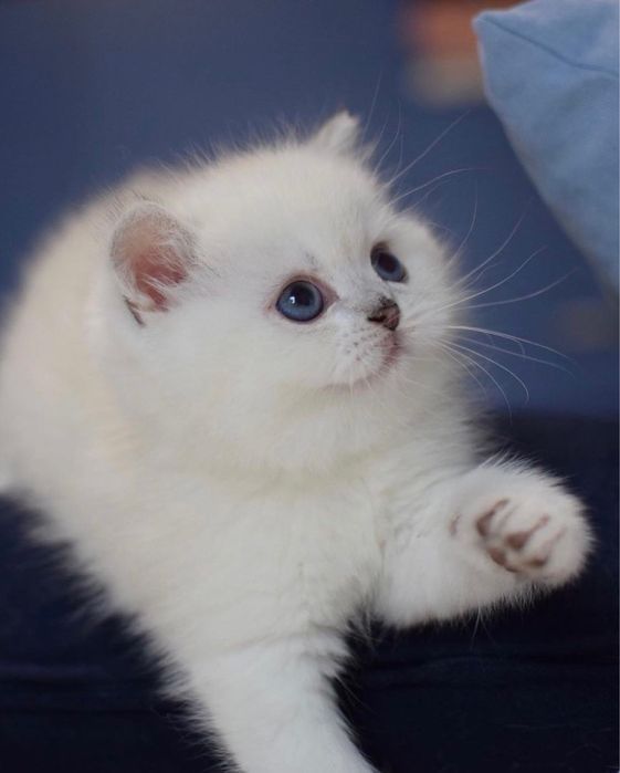 Продаются шикарные малыши. Девочка и малчик. Серебристая шиншилла ns12