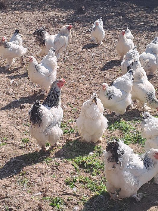 Черняевкада Брама товуқ тухумлари сотилади