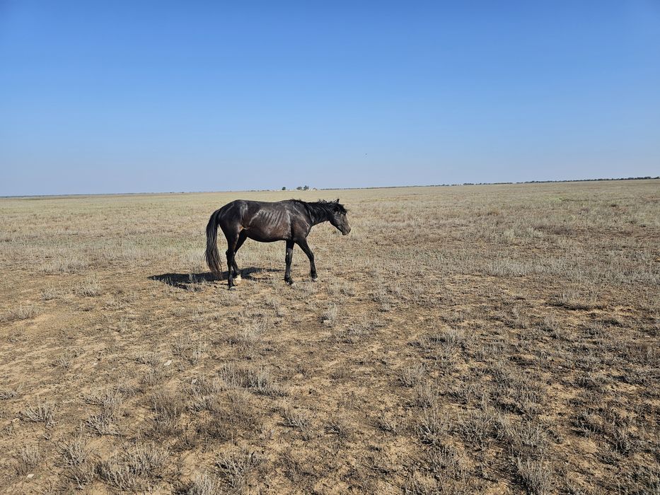 Еркек кунан сатылады 3 жасар