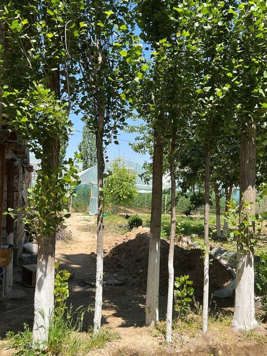 Ховли уй сотилади бахт шахарда