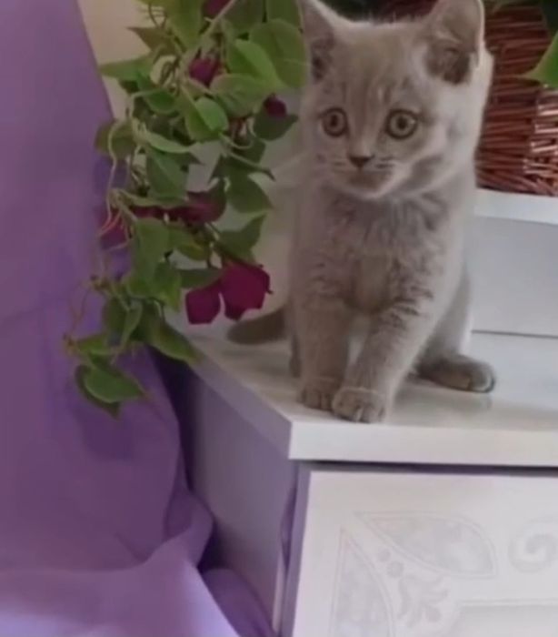 Fetiță british shorthair lilac
