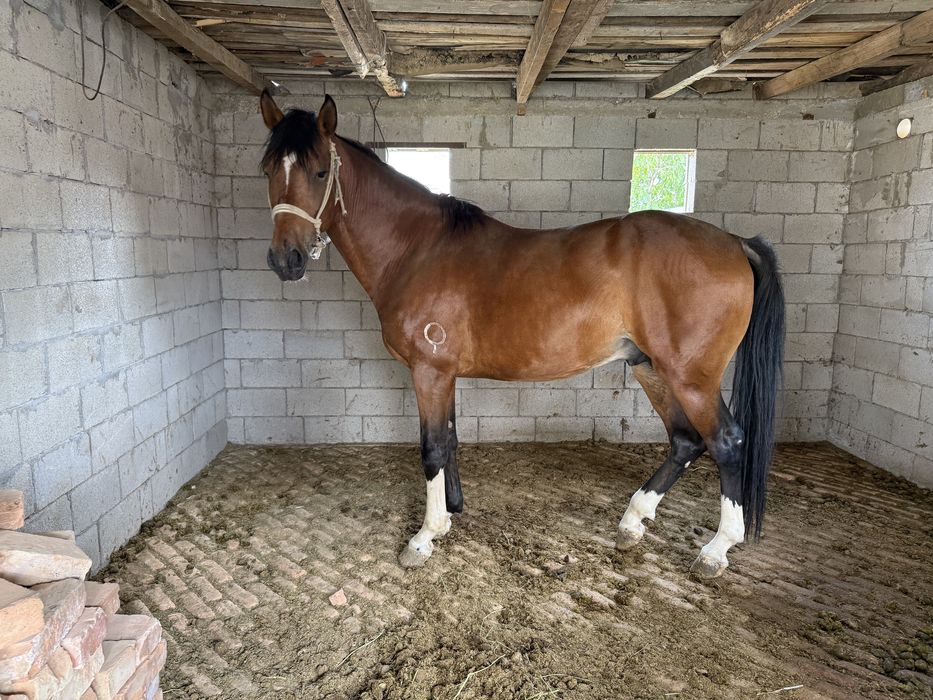 Жеребец Айгыр 2021