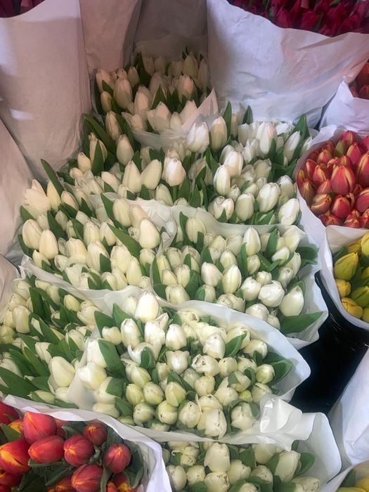 Тюльпаны    550тг.