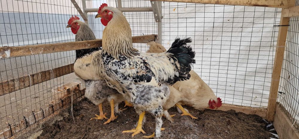 Хўроз (xo‘roz, петух) сотилади