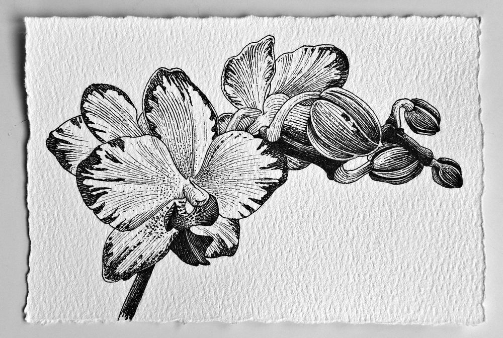 Нежни графични рисунки на цветя – ръчна изработка