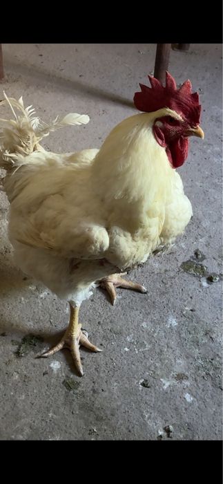 Cocosi de carne, de curte