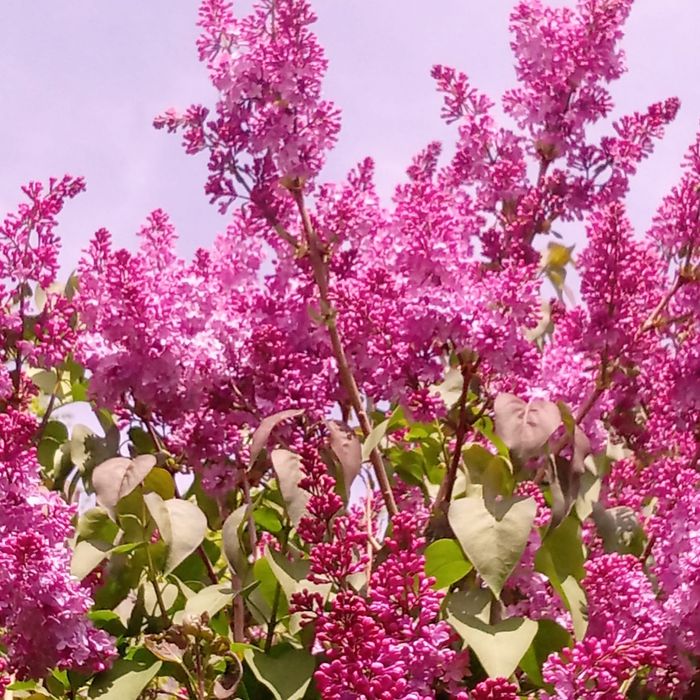 Сирень ароматная