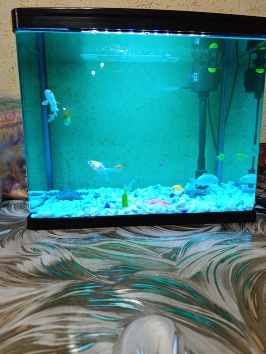 Baliqlar zavodskoy akvarium bilan sotiladi