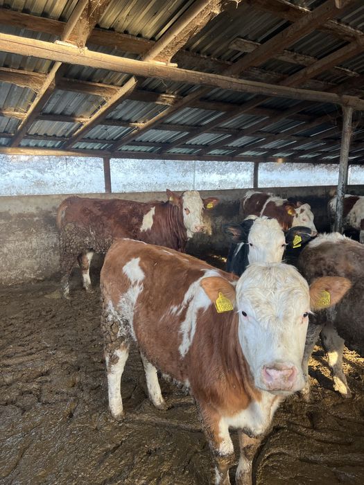 Vaci de vanzare mures