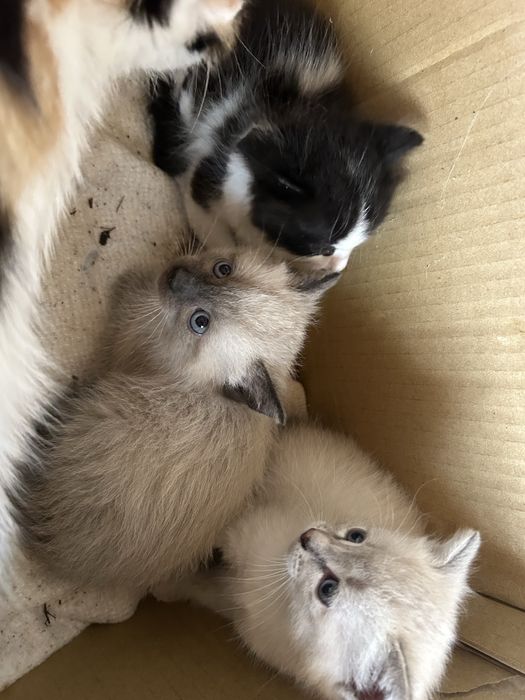 Котята бесплатно