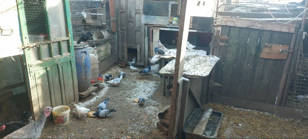 Vând porumbei.

- Porumbei gutani – 15 lei/bucată
- Porumbei voiajori – 25 lei/bucată

Crescuți în gospodărie, hrăniți natu