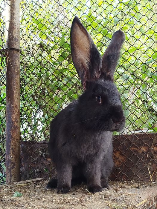 Продам кроликов.