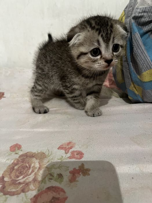 Кошка шотланская вислаухая