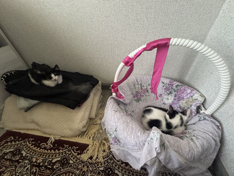 Котята бесплатно