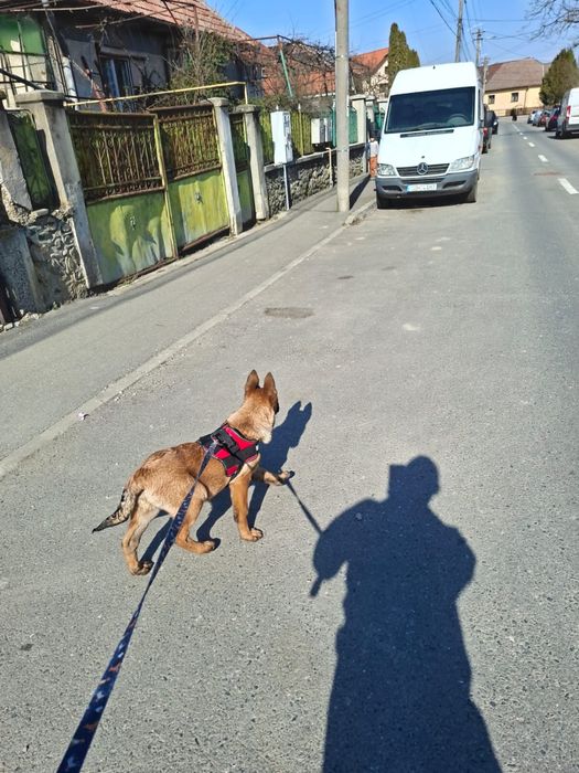 Vând ciobanesc belgian malinios