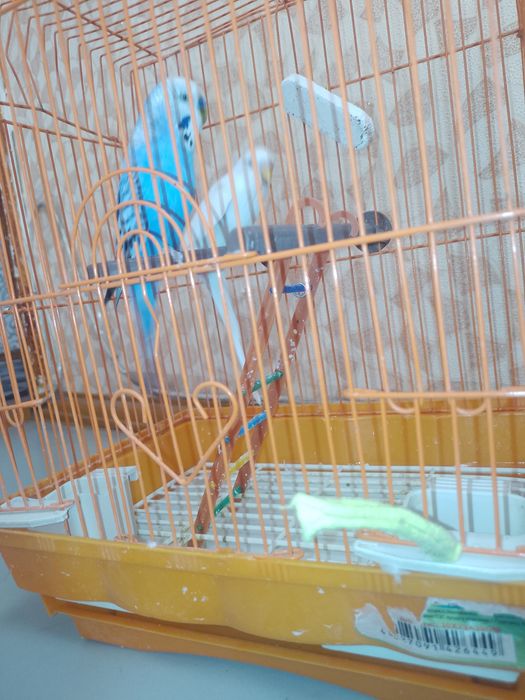 волнистые попугаи