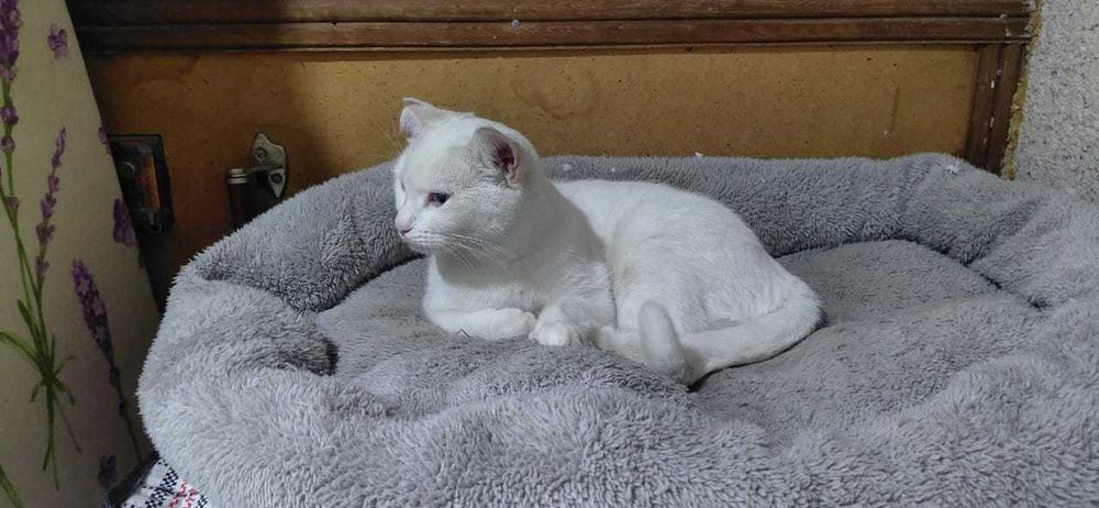 Отдам суперкошку!