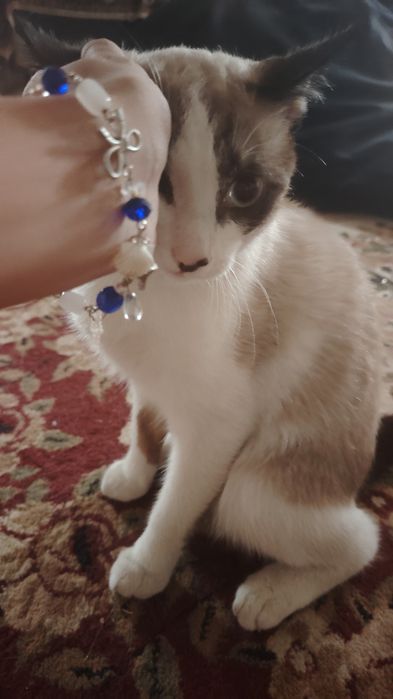 СРОЧНО отдам котёнка