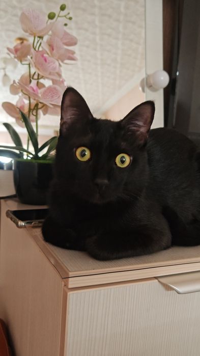 Молодой кот ищет дом!