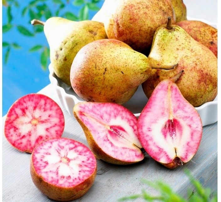 Pomi Fructiferi (Toate soiurile Deosebiți)