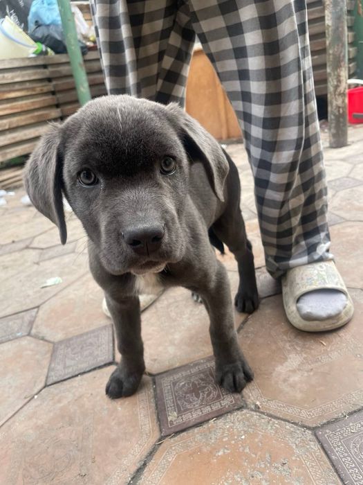 Продеются щенки Кане Корсо