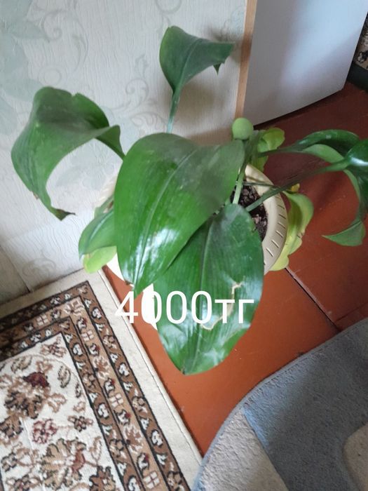 Цветы офисные за недорого