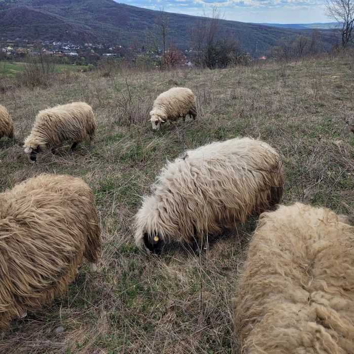 Vând berbec cu nasul alb și o oaie breaza