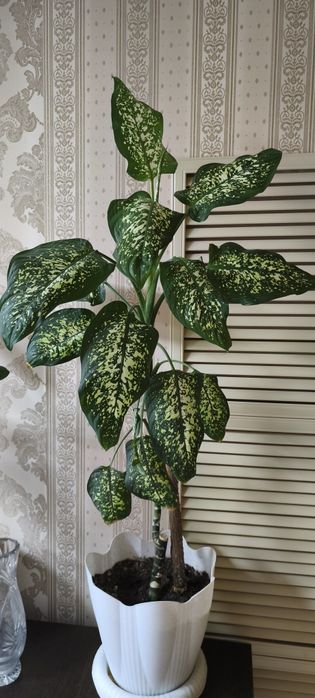 Продам комнатные цветы.